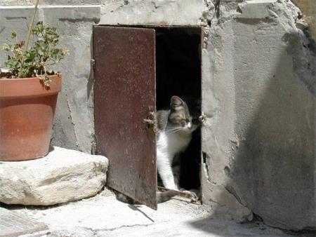 chat